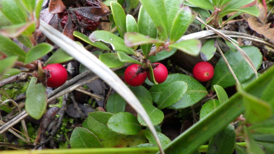 Berries