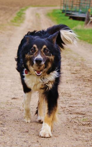 Candid Canine Corner