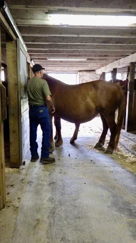 Horse in barn