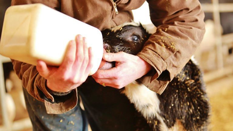 Calf being fed colostrum