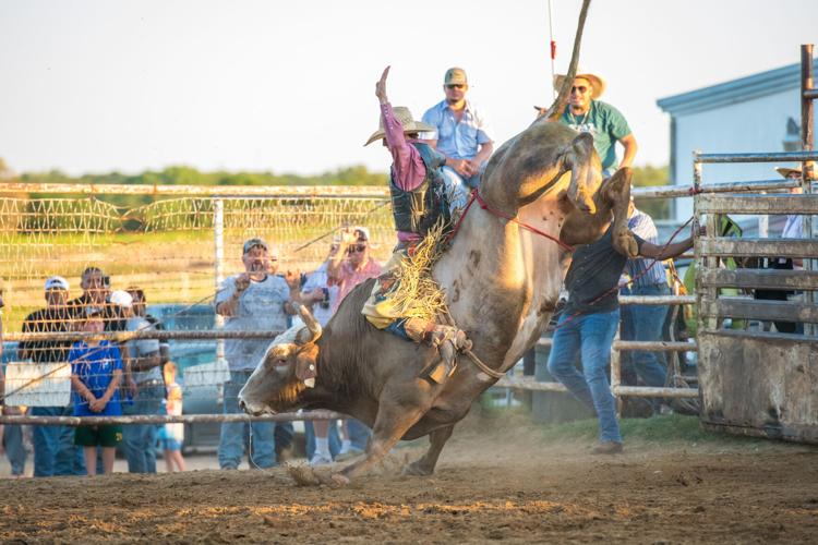 Rodeo bulls (2).jpeg