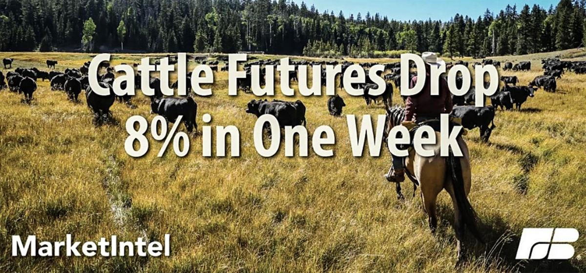 Cattle futures decrease