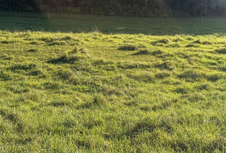 Pasture