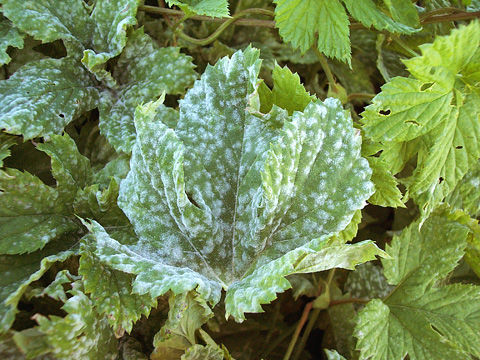 Severe powdery mildew on hop leaf