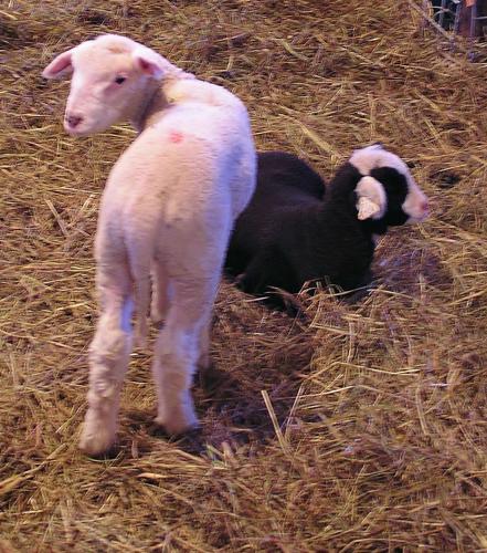 Lambs