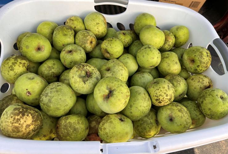 Apples