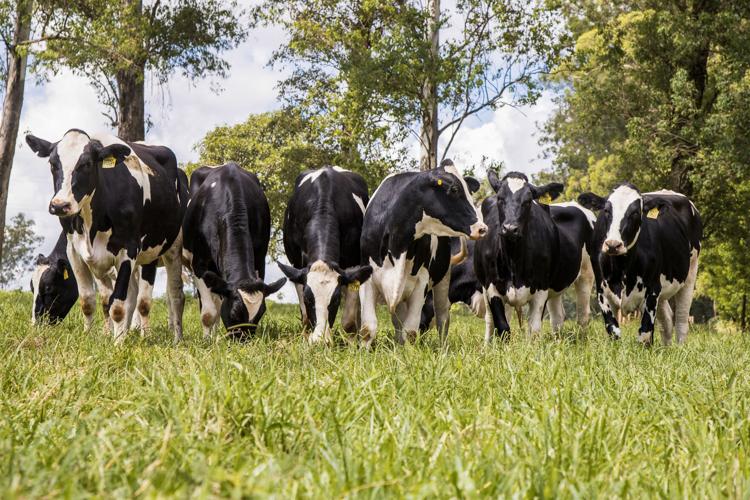 Dairy cows
