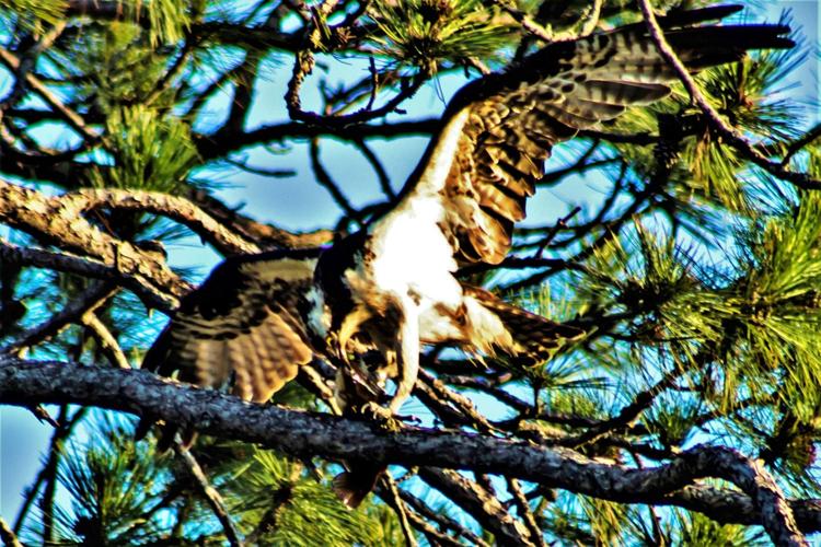 Osprey lands on tree
