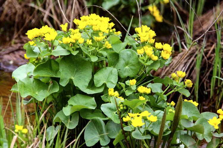 Marsh marigolds
