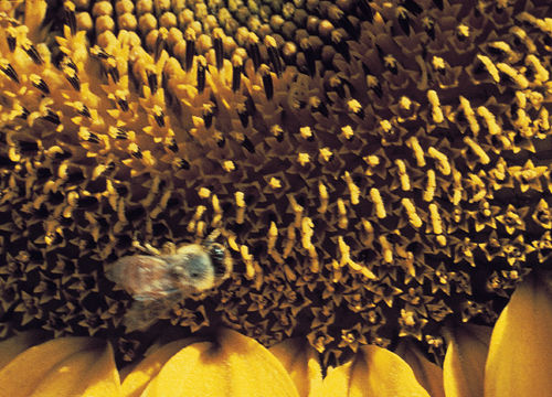 Sunflower with bee