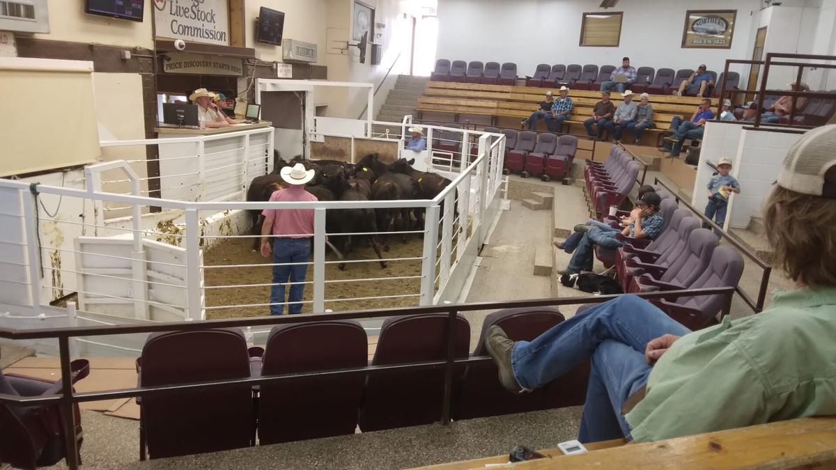 Managing cattle market risk through marketing