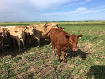 Grazing cover crops