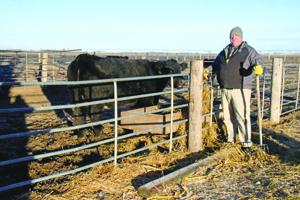 Hawk herd 1 - worked.jpg