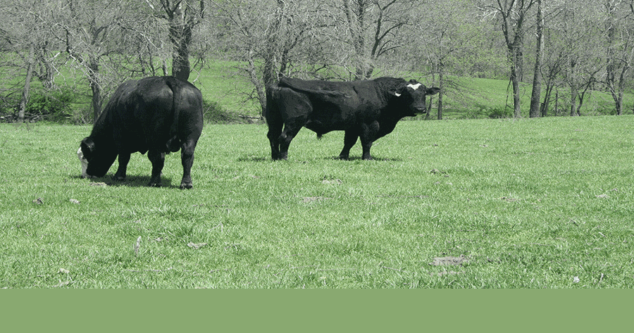 Make sure bulls are ready for fall breeding season