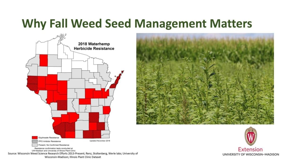 Why Fall Weed Seed Management Matters