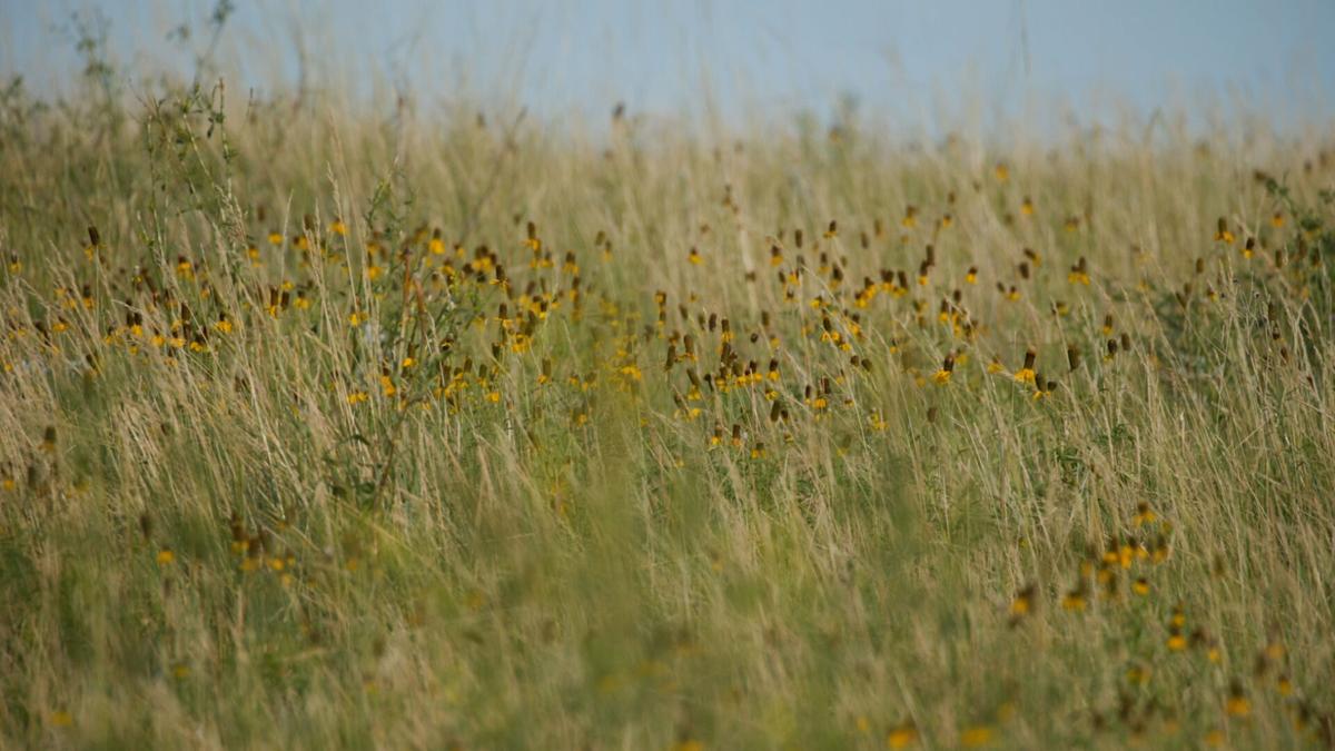 Pasture flowers