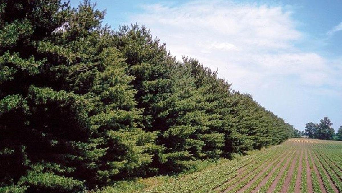 Windbreak
