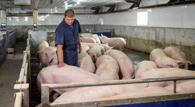 Gilts