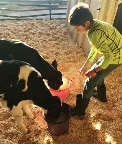 Sutliff feeding calves