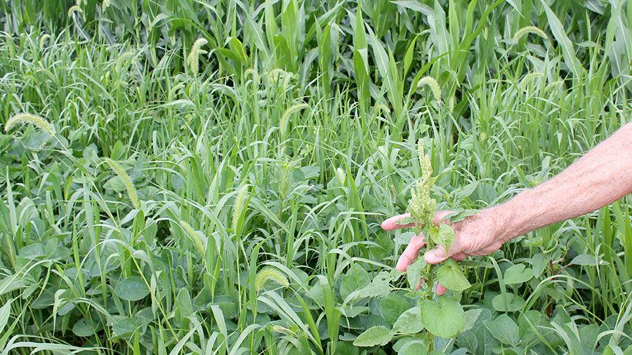 Common Weeds In Iowa A Few Native Plants That We Call Weeds Iowa