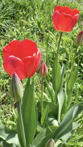 Tulips