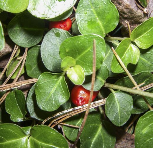 Partridge berries