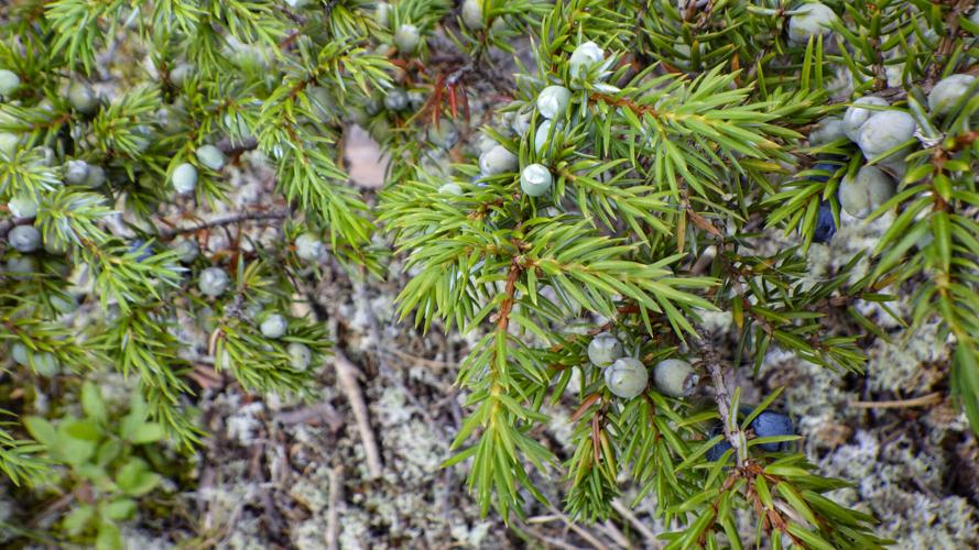 Juniper