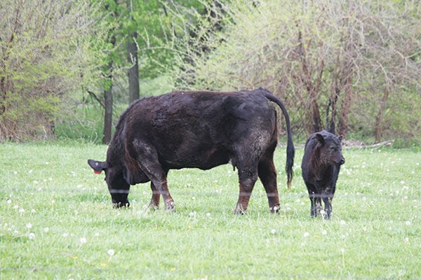 Thin Cows and Limited Hay Resources: What are my options?