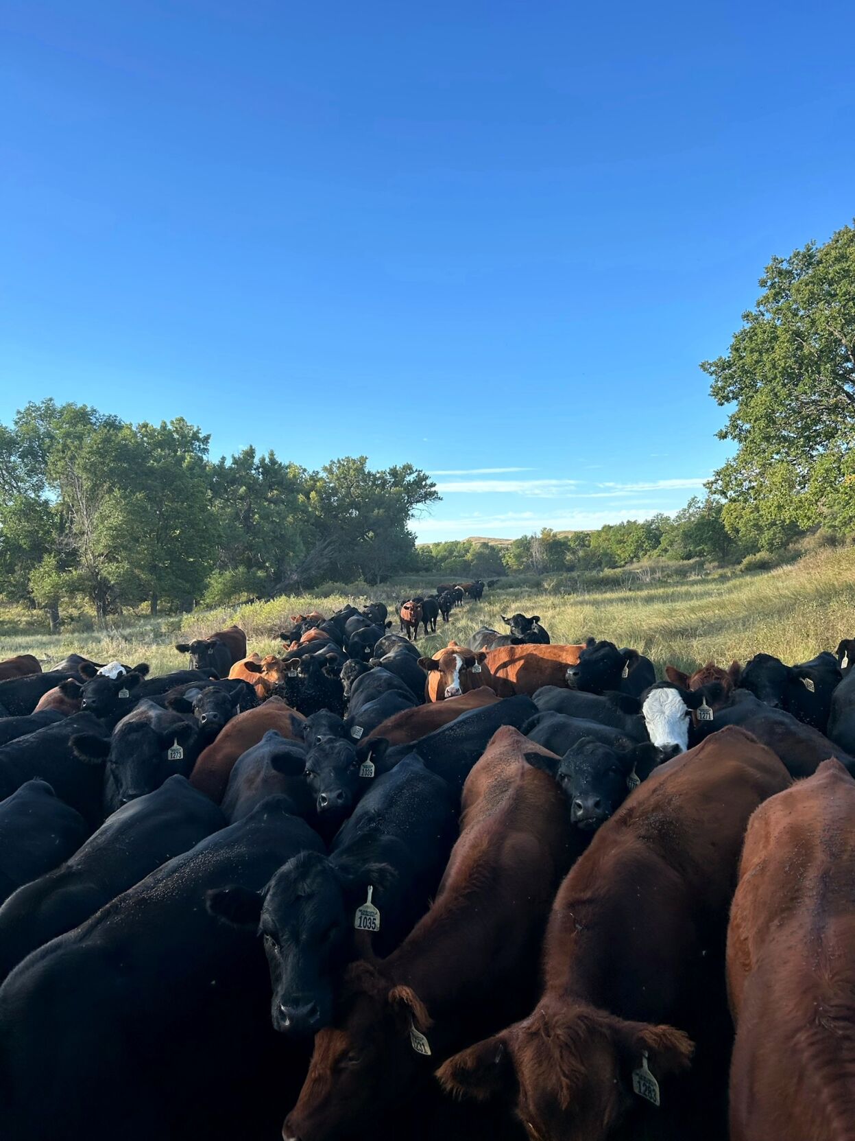 PPR Spickelmier PIC 0927js