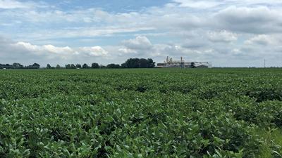 Soybeans grow in southeast Missouri at the future sight of a Palindromes