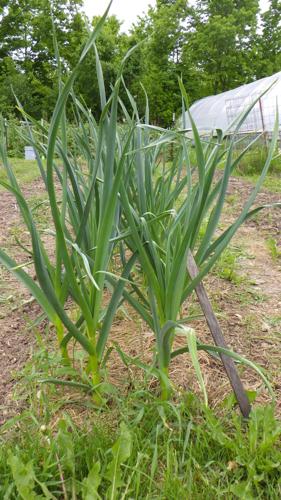 Garlic