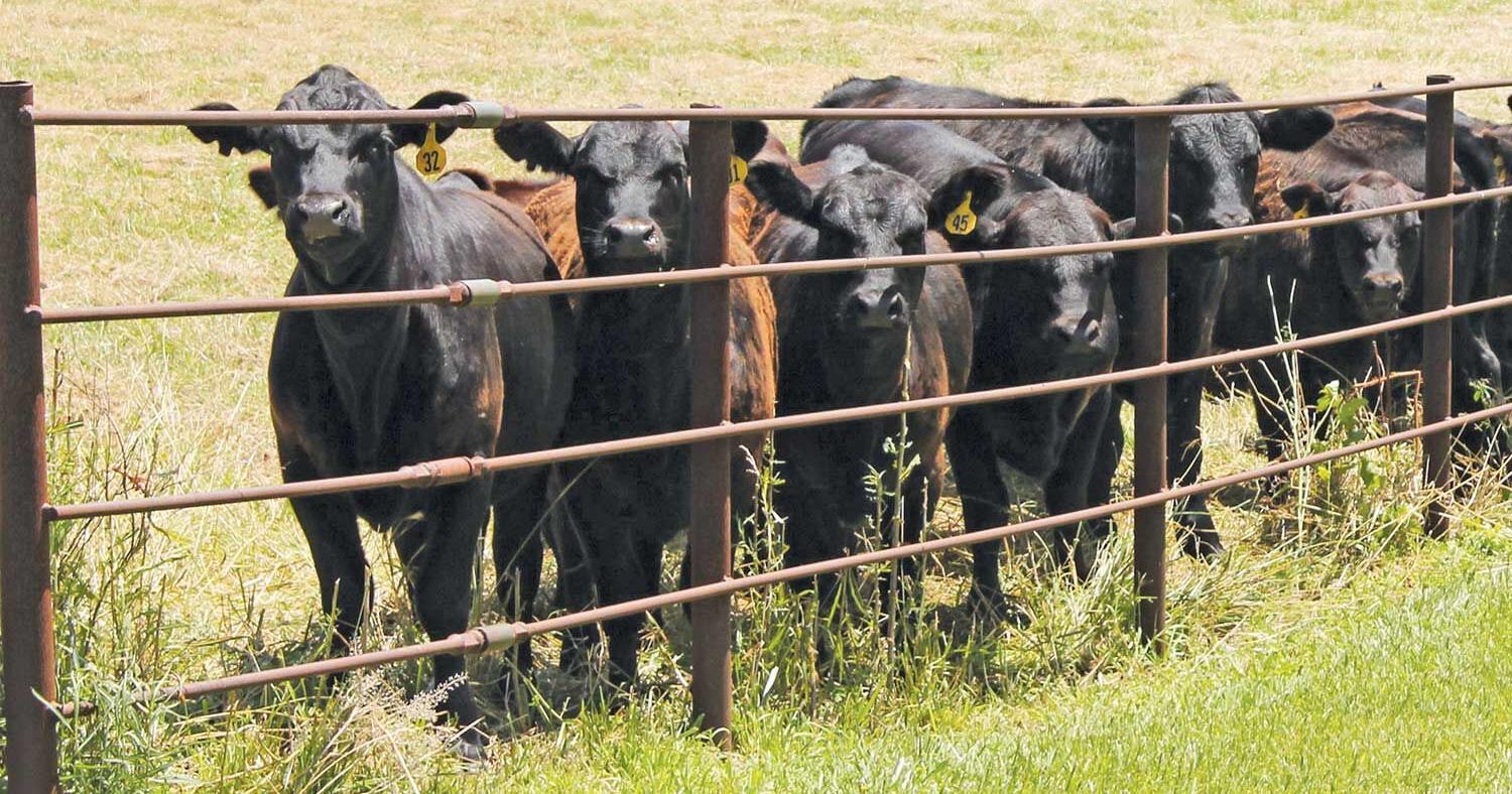 Producers vary in how they use livestock data - Vimarsana News