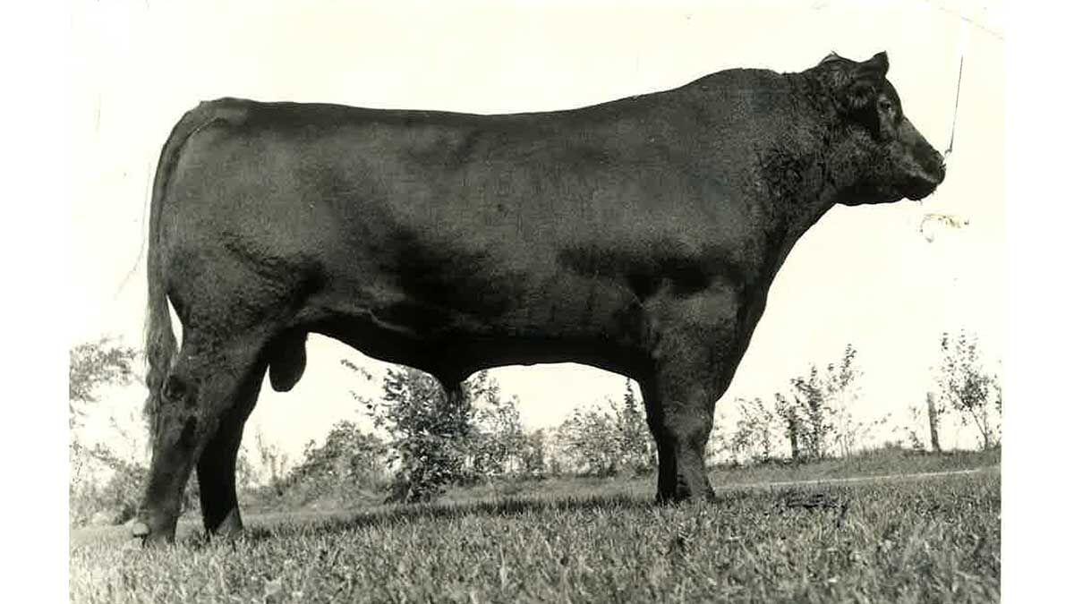 Angus bull Earl Marshall