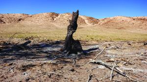 New website helps landowners track wildfire recovery, view history