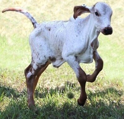 Gene-edited calf
