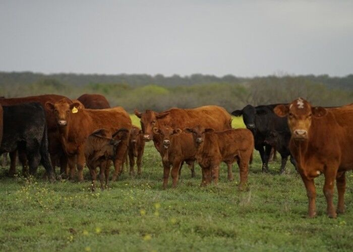 Cattle on West farm