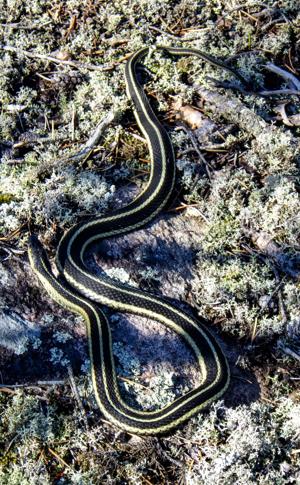 Snake