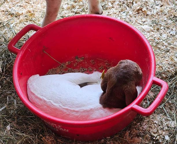 kid goat in bucket Iowa State Fair