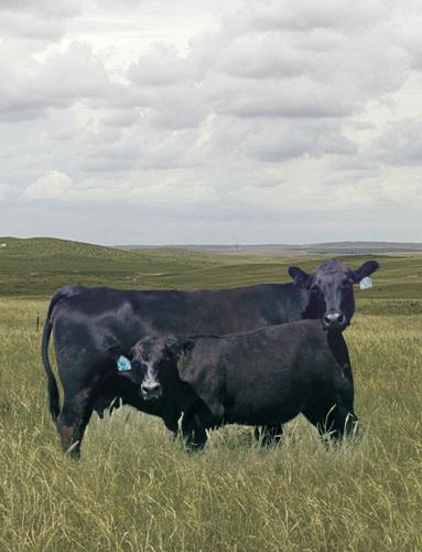 Marcy Cattle 3.jpg
