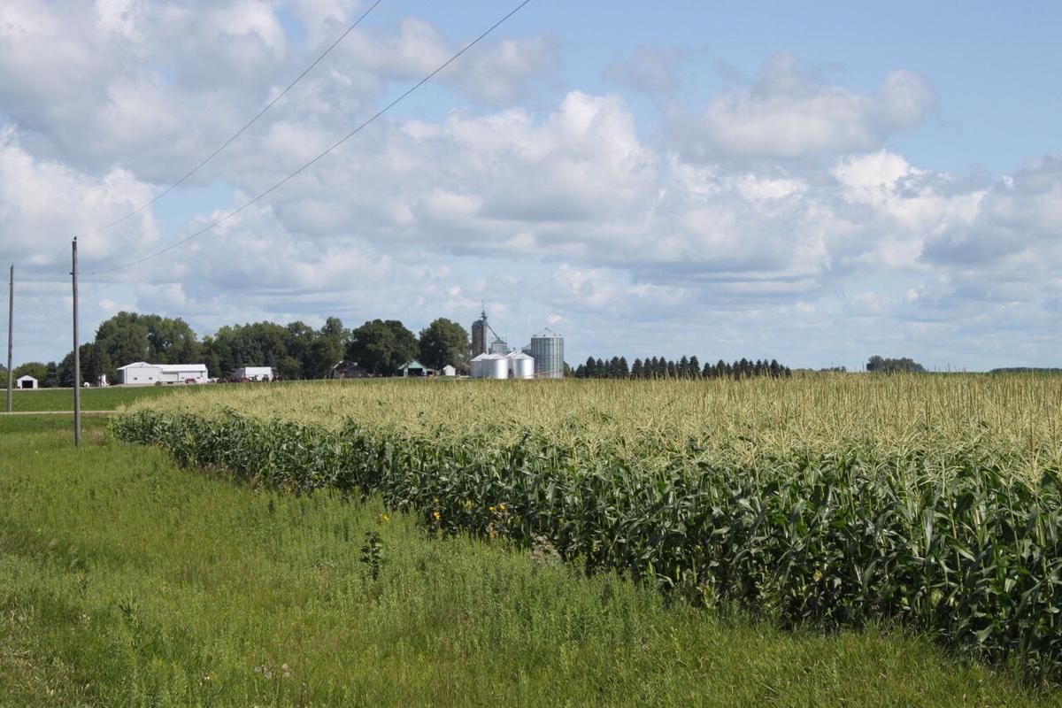 Minnesota ranks second in sweet corn production