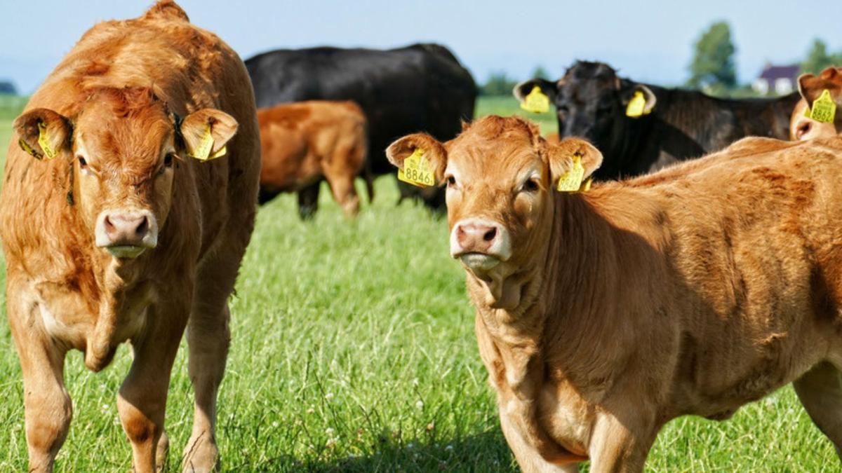 Certification programs may boost returns for beef producers