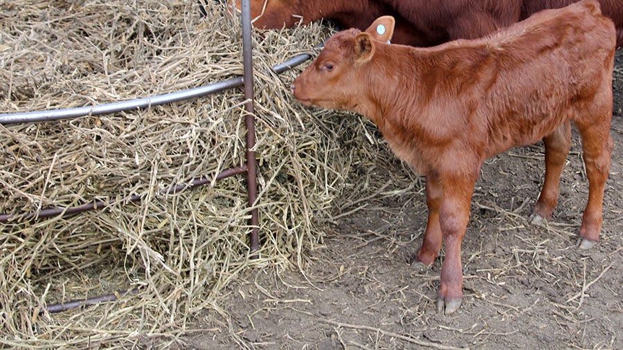 creep feeding calves