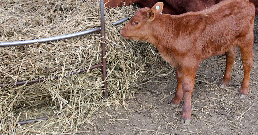 The economics of creep feeding