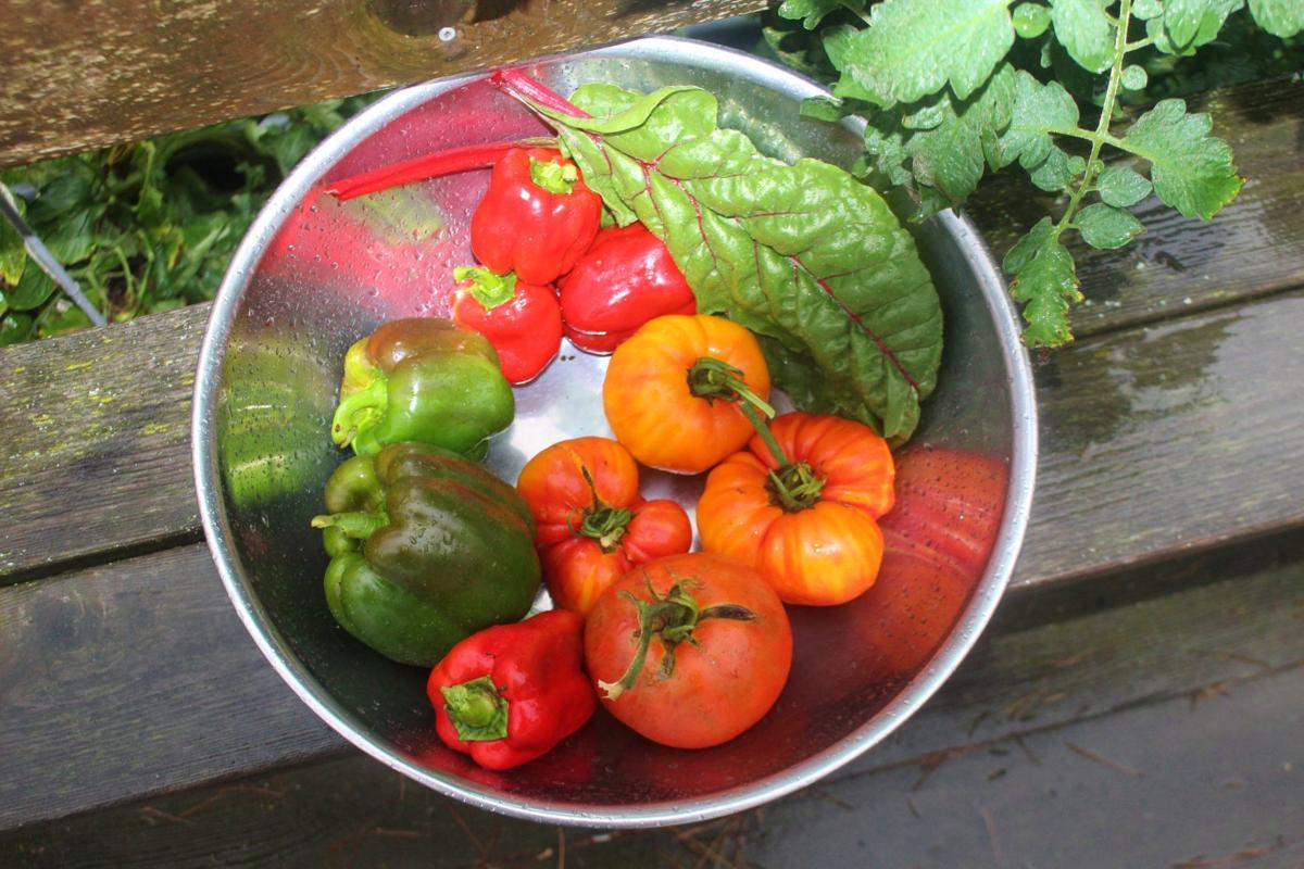 How to deal with heat stress, harvesting in summer gardens