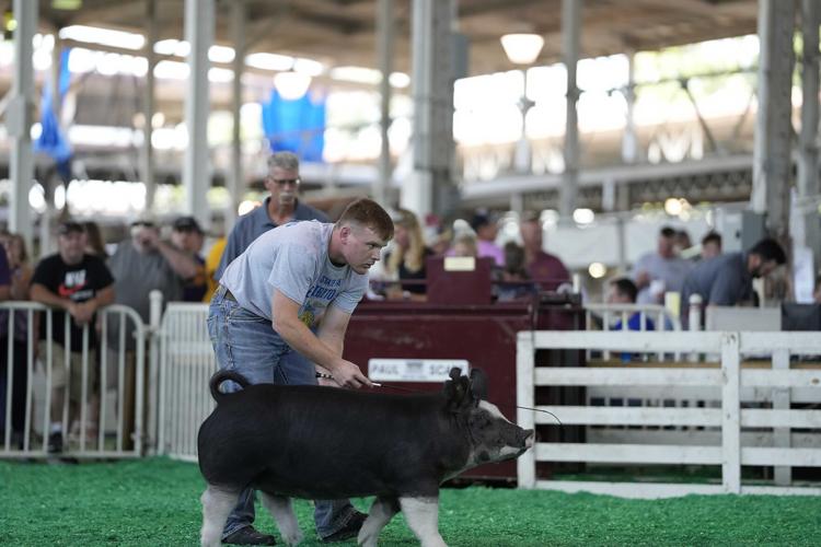 Iowa State Fair pig in show ring