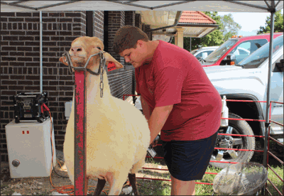 exhibitor at Illinois State Fair