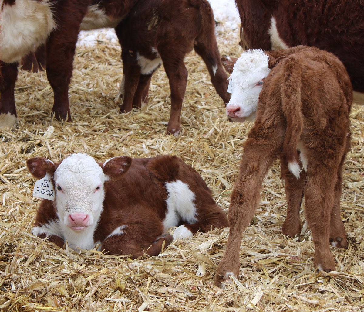 New Cardinal Creek Cattle Co. 2023 calf