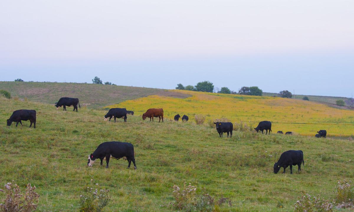 Beef numbers