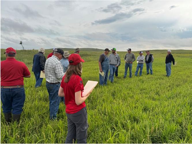 Forage options 1.jpg