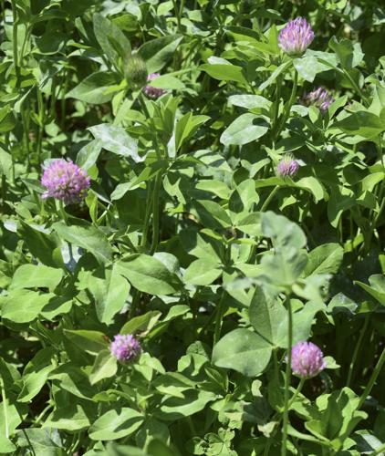 Red clover